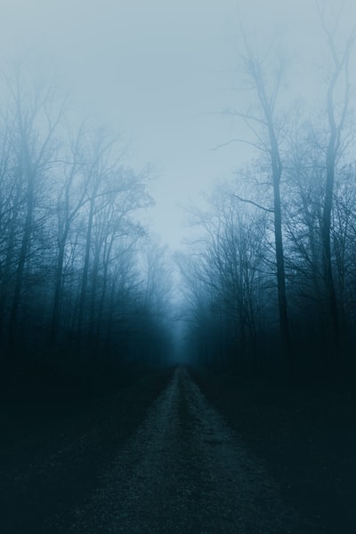 路上覆盖着树木簇拥着雾

